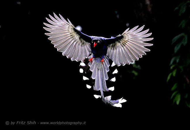 Taiwan Blue Magpie in Flight